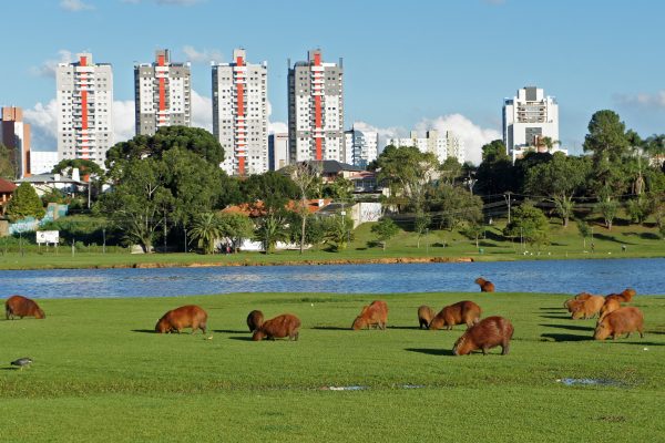Hogyan lett Curitiba a világ egyik legismertebb ökovárosa? | Víztér