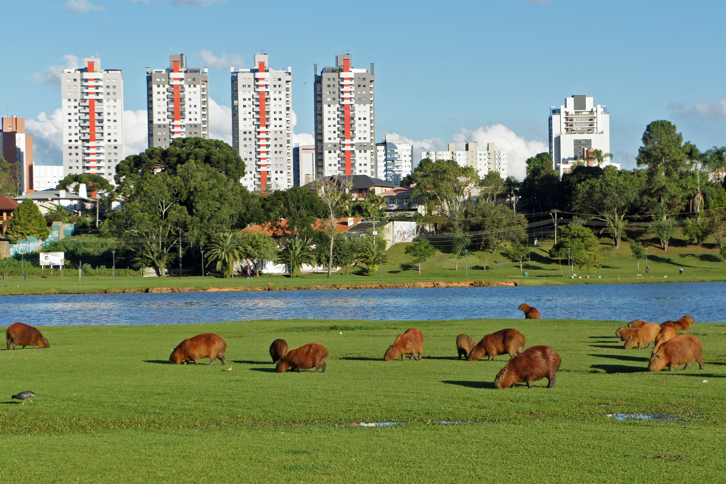 Hogyan lett Curitiba a világ egyik legismertebb ökovárosa? | Víztér